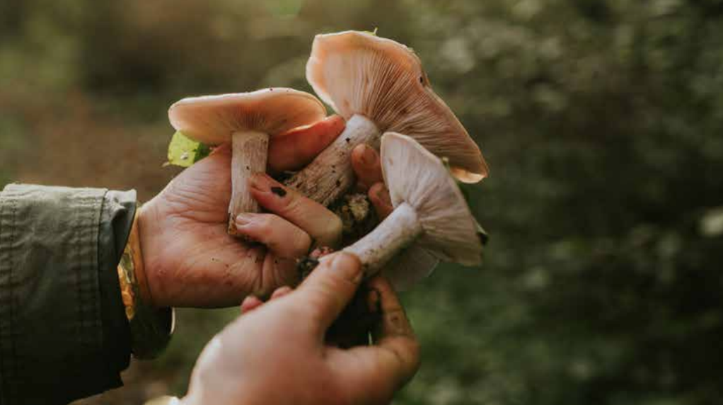 De kunst van kijken: paddenstoelen vinden in een trager ritme 2 image 2025 09 29 115957441