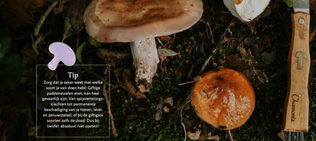 De kunst van kijken: paddenstoelen vinden in een trager ritme 3 image 2025 09 29 120200620